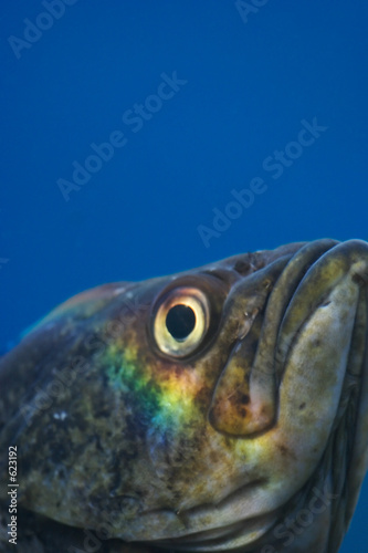 Fish Head Game