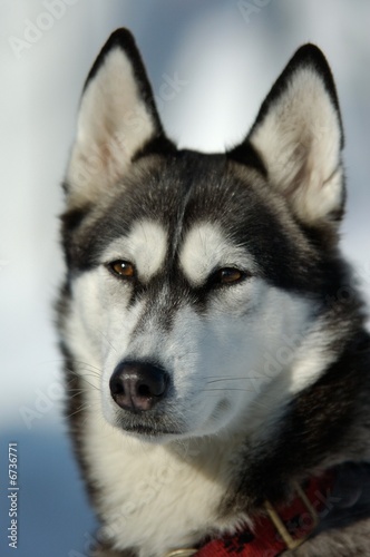 Photo de husky adulte