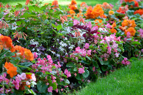 ganzjähriges blumenbeet