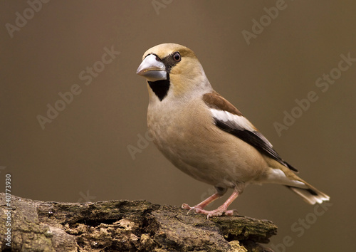 Hawfinch call download