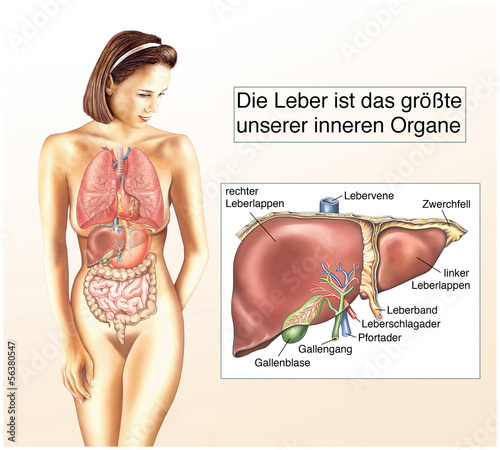 verdauung leber