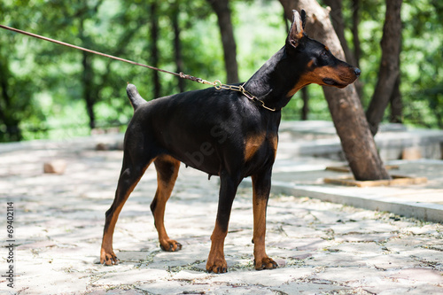 Doberman Pinscher Information Training Courses