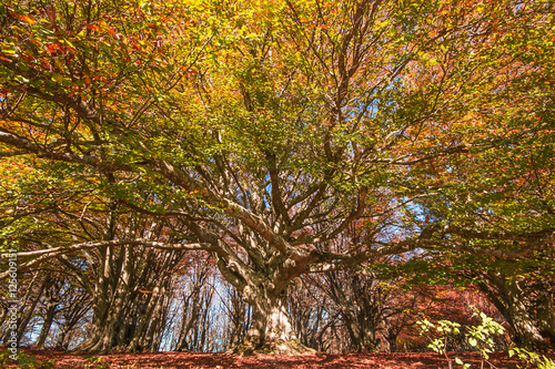 Faggio Monumentale Nella Riserva Naturale Di Canfaito Immagini E