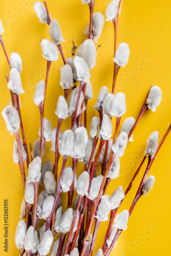 Pussy willow cuttings