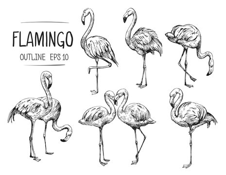 Flamingo Sketchup