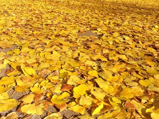 automnefeuilles1