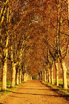 All&eacute;e de platanes