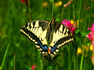 Machaon