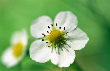 Fleur de fraise
