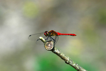 Libellule rouge © Georges Lièvre