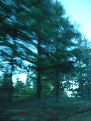 Arbres (sapins) flous