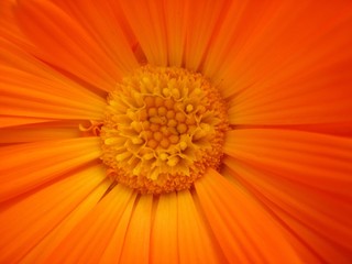 Fleur orange - 4365