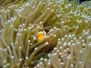 clownfish