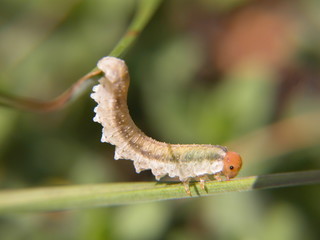 Chenille acrobate à tête orange