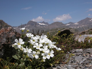 Fleurs blanches vers le glacier des Evettes