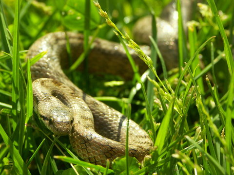 serpent dans l'herbe