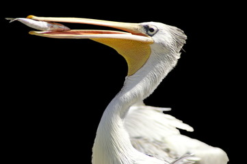 pelican