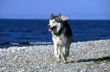 alaskan malamute
