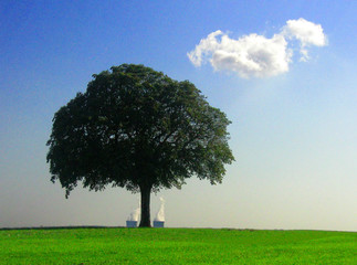Fototapeta na wymiar Central Drzewo