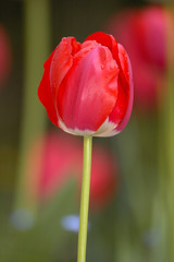 tulipe rouge