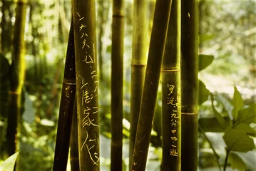 Poster Graffiti bambous avec graffitis