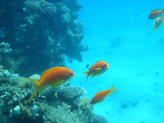 Fototapeta na wymiar poisson de la mer rouge