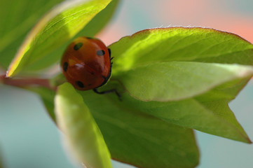 Fototapeta premium coccinelle(prédateur des pucerons)
