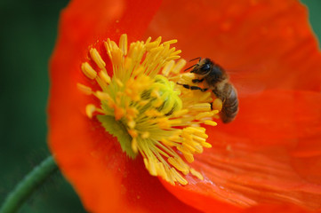 abeille et pavot