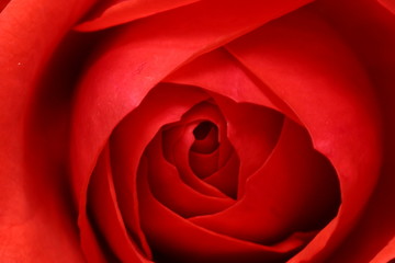rose rouge