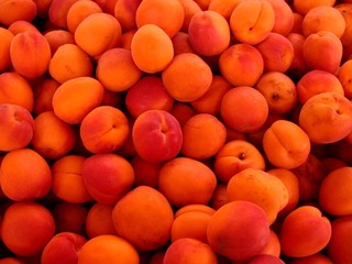 abricots - 16908