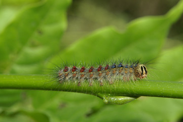 chenille lymantria dispar