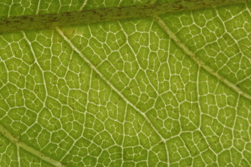 feuille verte