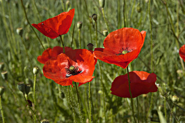 Fototapeta premium coquelicot