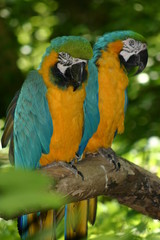 perroquets jaune et bleu