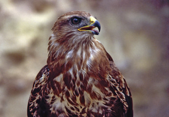 Buse variable