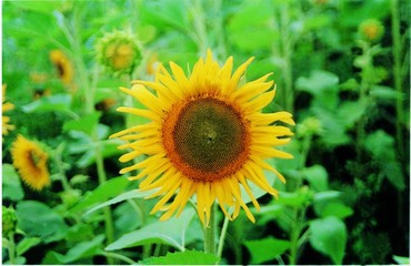 tournesol