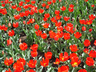 tulipes