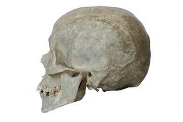 crâne d'homo sapiens