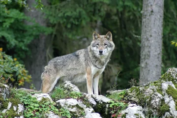 Photo sur Plexiglas Loup loup