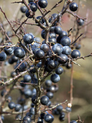 prunellier