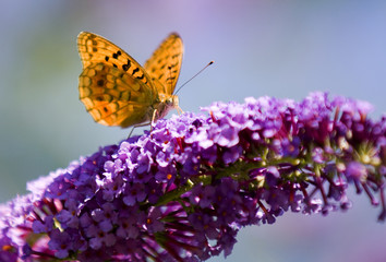 papillon brun sur fleur mauve