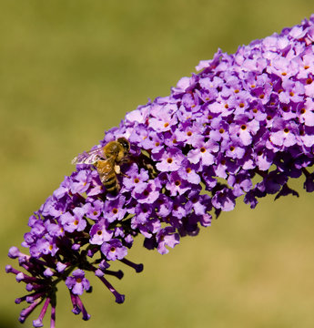 abeille transportant du miel