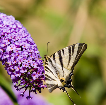 papillon butinant