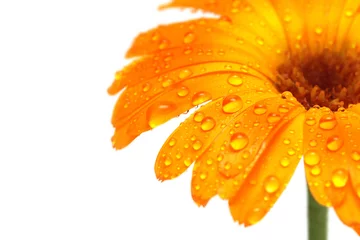 Photo sur Plexiglas Gerbera gerber daisy macro with droplets