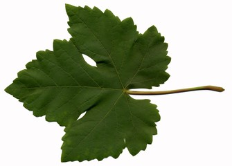 feuille de vigne