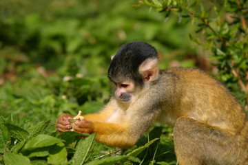 nosy little squirrel monkey