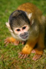 squirrel monkey
