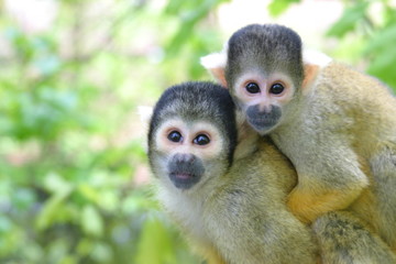 mother and baby squirrel monkey