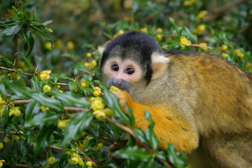 squirrel monkey