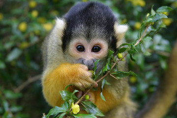 squirrel monkey